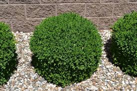 Shop online and add to your garden today w/ free shipping over $125! Green Velvet Boxwood Next Generation Landscape Nursery