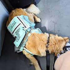 Pin On Service Dogs