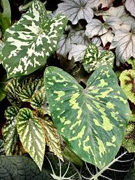 This rare elephant ear plant, alocasia 'hilo beauty' originated on the grounds growing in hilo, hawaii, a. Min S Garden Alocasia Hilo Beauty Has Risen From Two Facebook