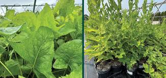 Image result for Aeollanthus suaveolens