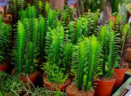 There is even a species of euphorbia called euphorbia cactus. Euphorbia Trigona Guide How To Grow Care For African Milk Tree
