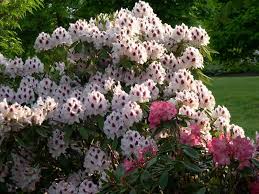 2006 Convention Plants Miscellaneous Rhododendrons Plants Season Plants Rhododendron