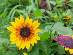 ミニひまわりの育て方 種まきの方法や時期は ベランダで育てられる Horti ホルティ By Greensnap