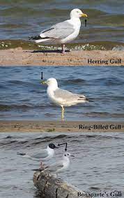 Before moving on to the difference between seagulls and albatrosses, one thing needs mentioning. Wait That S Not A Seagull Msu Extension