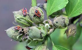 Sie haben feuerwanzen, pyrrhocoridae im garten oder im haus? Feuerwanzen Bekampfen Mein Schoner Garten