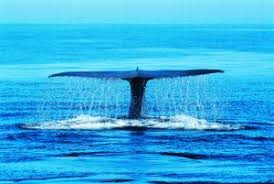 We did not find results for: Sylvia Earle Ngl Life