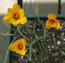 Image result for Crinum subcernuum