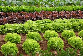 The fastest growing fruits are annuals. 15 Of The Fastest Growing Vegetables To Grow At Home