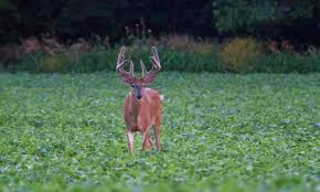 Food plots 101 | small food plots подробнее. 12 Best Deer Food Plots What To Plant For Big Whitetails Advanced Hunter