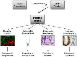 Animal cell culture principles of cell and tissue culture. Plos One One Step Preservation Of Phosphoproteins And Tissue Morphology At Room Temperature For Diagnostic And Research Specimens