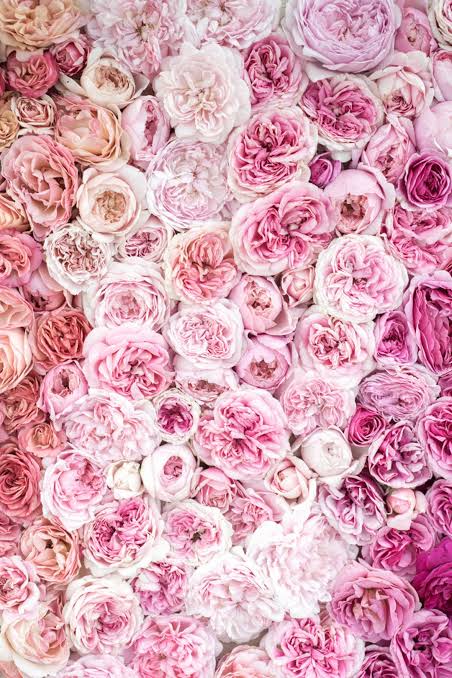 Rose Photography - Bed of Roses I, Botanical Photograph, Floral Still Life,  Nature Photography, Large Wall Art, Home Decor - Etsy