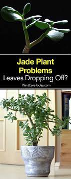 Jade Plant Problems Leaves Falling Off Jade Plants Jade Plant Care Plants