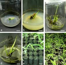 Image result for Bambusa balcooa