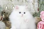 Doll Face Persian Kittens For Sale | Persian Cat for Sale