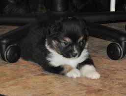 Check spelling or type a new query. Black Tri Toy And Mini Australian Shepherd Puppies For Sale In Houston Texas Classified Americanlisted Com