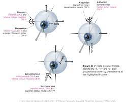 Oculomotor Iii Cranial Nerves Cranial Nerves Eye Health Optometry