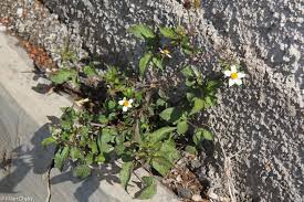 Image result for foto Dvouzubec