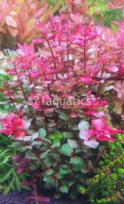 Image result for Rotala submersa