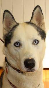 Adopted Galloway Is An Adoptable Husky Searching For A Forever Family Near Waynesboro Pa Use Petfinder To Find Adoptable Dog Adoption Dogs Humane Society