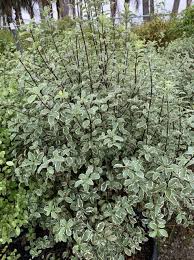 Image result for Pittosporum tenuifolium