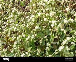 Image result for Alternanthera sessilis