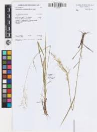 Image result for Capillipedium parviflorum