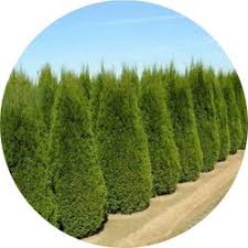 Image result for kabatina thujae