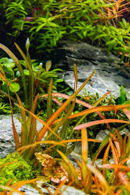 Image result for Vallisneria spiralis