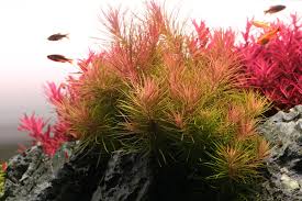 Image result for Pogostemon aquaticus