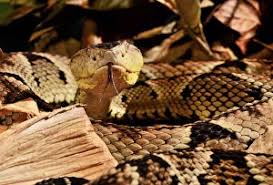 Image result for Bothrops punctatus