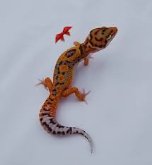 Premium Tangerine Bold Bandits Bells And More Leopard Geckos For Sale Leopard Gecko Leopard Gecko Cute Tangerine Leopard Gecko