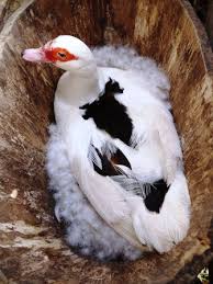 Download free books in pdf format. Raising Muscovy Ducks The Hedgecombers