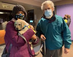 I do not guarantee breeding ability or show quality. Airplane Full Of Puppies Lands At Bradley Pups To Begin New Lives Assisting The Disabled Hartford Courant