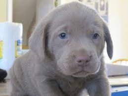 Silver Labs Puppies Silver Lab Puppies Silver Labrador Puppies Puppies