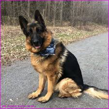 Black And Silver German Shepherd Puppies For Sale In Ohio 9 Moments That Basically Sum Up Your King Shepherd Puppies For Sale Experience Ki In 2020 Blue German Shepherd Puppies Sable German Shepherd Puppies Shepherd Puppies