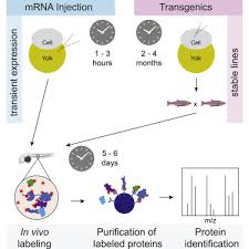 Maybe you would like to learn more about one of these? A Toolbox For Efficient Proximity Dependent Biotinylation In Zebrafish Embryos Molecular Cellular Proteomics
