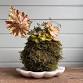 Kokedama & Kocktails Workshop @ Snug Harbor Farm event in Kennebunk, ME