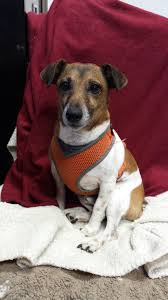 Get the latest pet health updates, tips and hospital news on the santa fe animal hospital blog! Privileged Critters Animal Hospital Inc Veterinarian In Lakeland Fl Us What To Expect