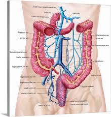 The abdomen is the front part of the abdominal segment of the trunk. Abdomen Anatomy