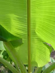 Once ripe they turn yellow like normal. Xl Hawaiian Blue Java Ice Cream Banana Tree Musa Sp Urban Tropicals