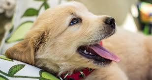 Puppies lose their baby teeth faster than it took them to come in. Puppy Teeth And Teething What To Expect The Happy Puppy Site