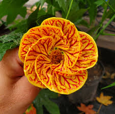 Image result for Abutilon rehmannii