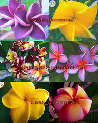 Buy Plumeria Plants Plumeria Seeds Flowers Mixed 35 Seeds Rare Ebay Plumeria Rare Seeds Plants
