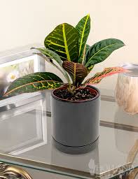 Image result for Croton