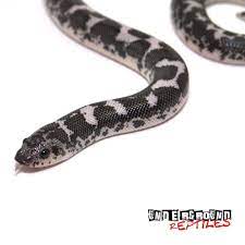 Baby Anery Kenyan Sand Boas For Sale Underground Reptiles Underground Reptiles Kenyan Sand