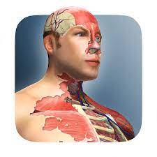 Discovery the amazing sequence in which a human body unravels. Idle Human V1 10 0 Mod Infinite Diamonds Apk4all