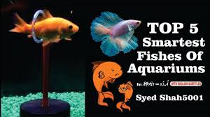 Pin On Aquarium Fishes