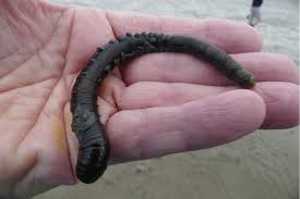 Image result for Eulophia arenicola