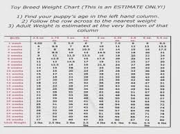 french bulldog puppy growth chart choice image free any