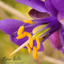 Image result for Dissotis alata